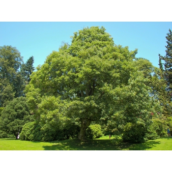 Klon zielony duże drzewo 3-4 m obwód 5-12 cm